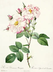 Rosa Damascena Variegata (York and Lancaster Rose), Engraved by Bessin, from 